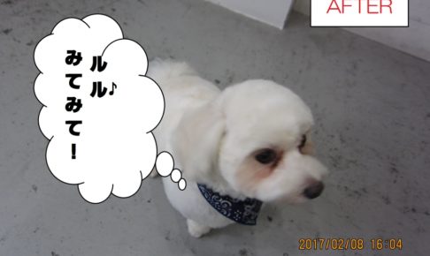 おすまし上からマルチーズ