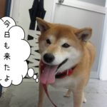 笑顔柴犬