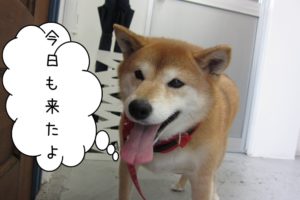 笑顔柴犬