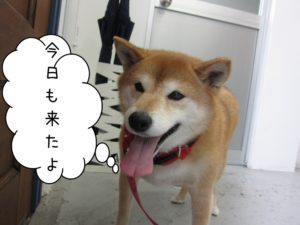 笑顔柴犬