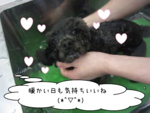 スパ中トイプードル