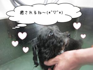 スパ中トイプードル