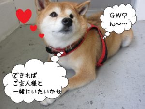 施術後柴犬