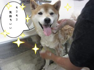 シャンプー中柴犬