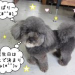 ご機嫌トイプードル