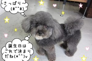 ご機嫌トイプードル