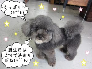 ご機嫌トイプードル