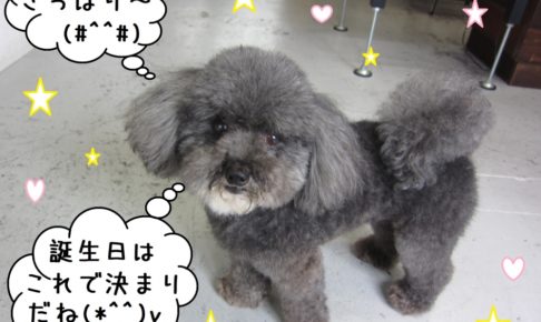 ご機嫌トイプードル