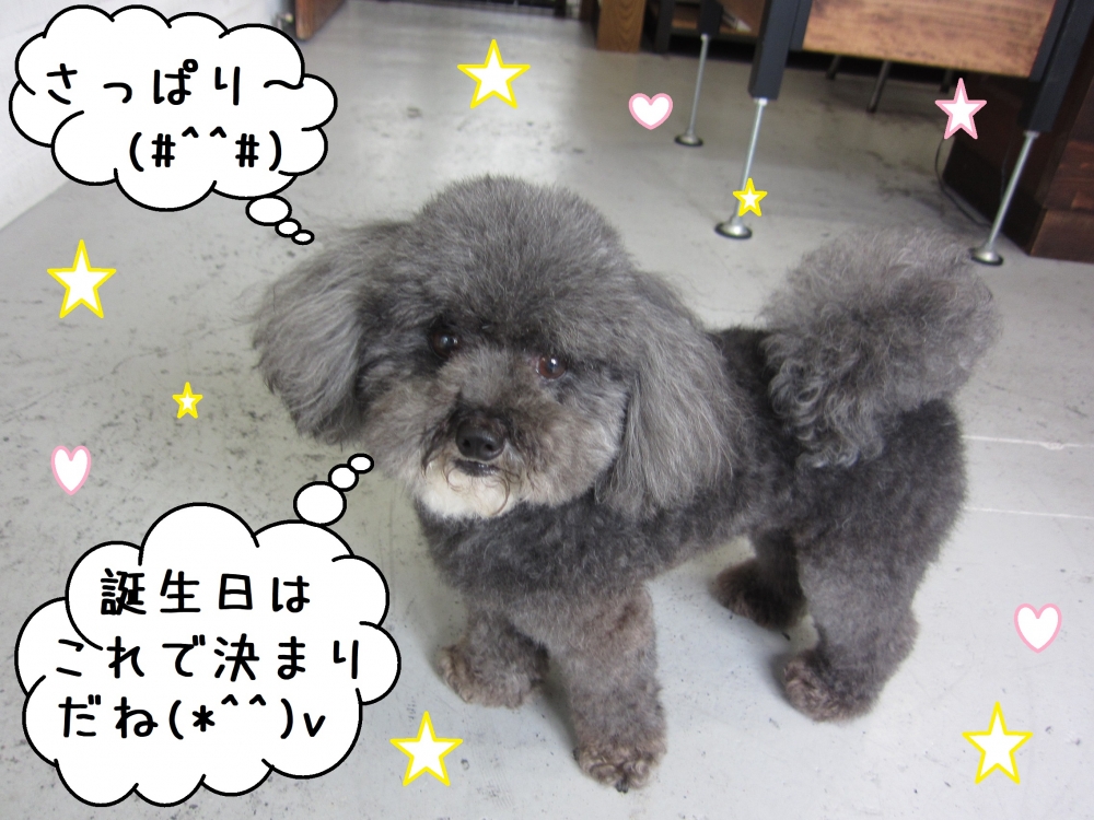 ご機嫌トイプードル