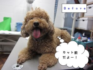 カット前トイプードル