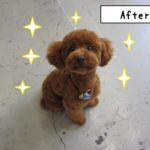 おすましトイプードル