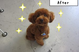 おすましトイプードル