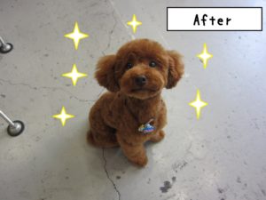 おすましトイプードル