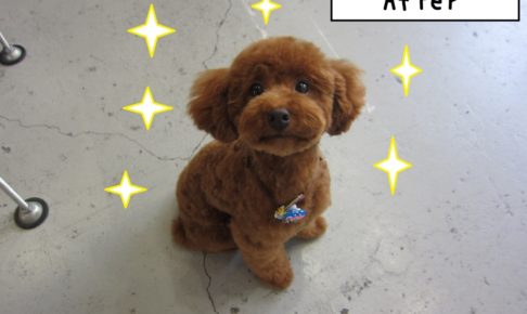 おすましトイプードル