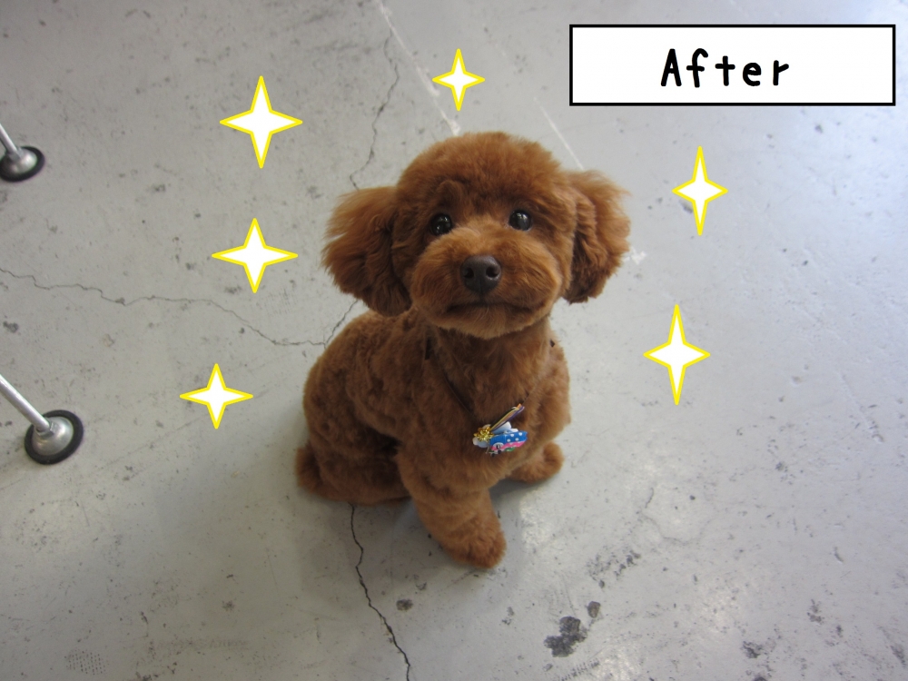 おすましトイプードル