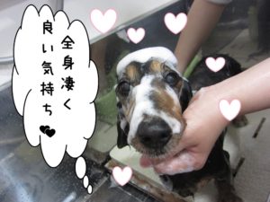 シャンプー中ミニチュアダックス