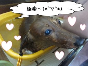 スパ中ミニチュアダックス