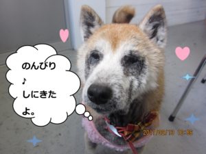 施術後柴犬