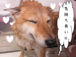 シャンプー中柴犬