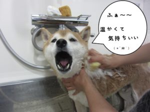 シャンプー中柴犬