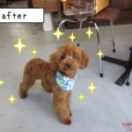 えっへんトイプードル