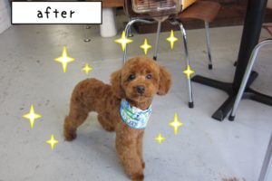 えっへんトイプードル