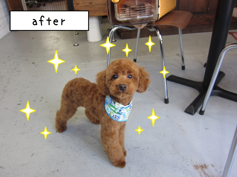 えっへんトイプードル