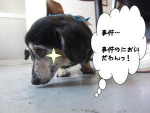 施術後ミニチュアダックス