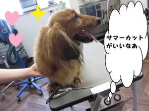 カット前ミニチュアダックス