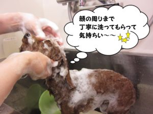 シャンプー中トイプードル