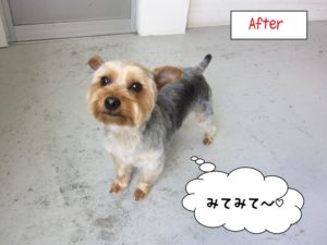 カット後ヨーキー