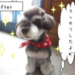 おすましミニチュアシュナウザー