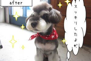 おすましミニチュアシュナウザー