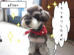 おすましミニチュアシュナウザー