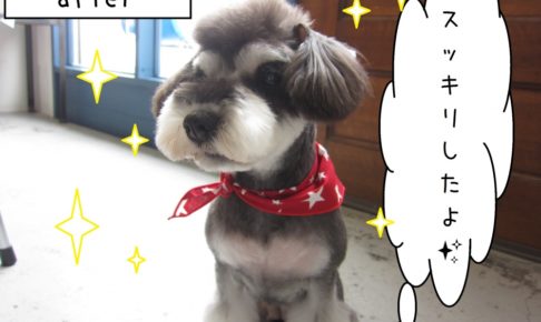 おすましミニチュアシュナウザー