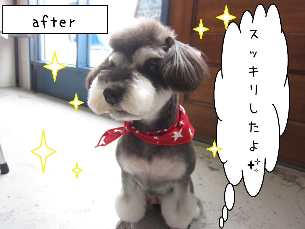 おすましミニチュアシュナウザー