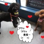 遊ぶトイプードル二人