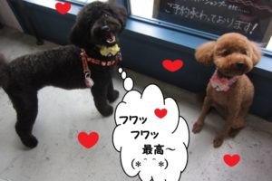 遊ぶトイプードル二人