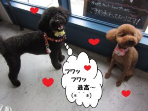 遊ぶトイプードル二人