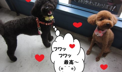 遊ぶトイプードル二人