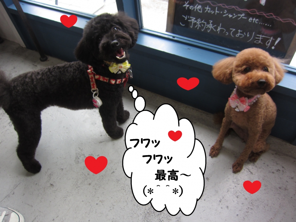 遊ぶトイプードル二人