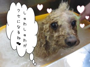 スパ中トイプードル