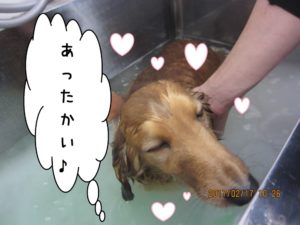 スパ中ミニチュアダックス