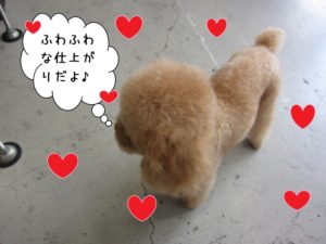 施術後トイプードル