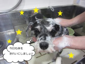 シャンプー中Mシュナ