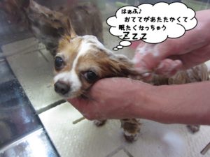 シャンプー中チワワ