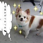 えっへんチワワ