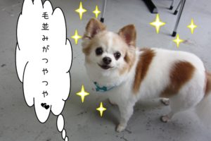 えっへんチワワ