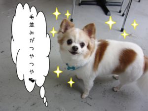 えっへんチワワ