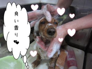 シャンプー中ミニチュアダックス